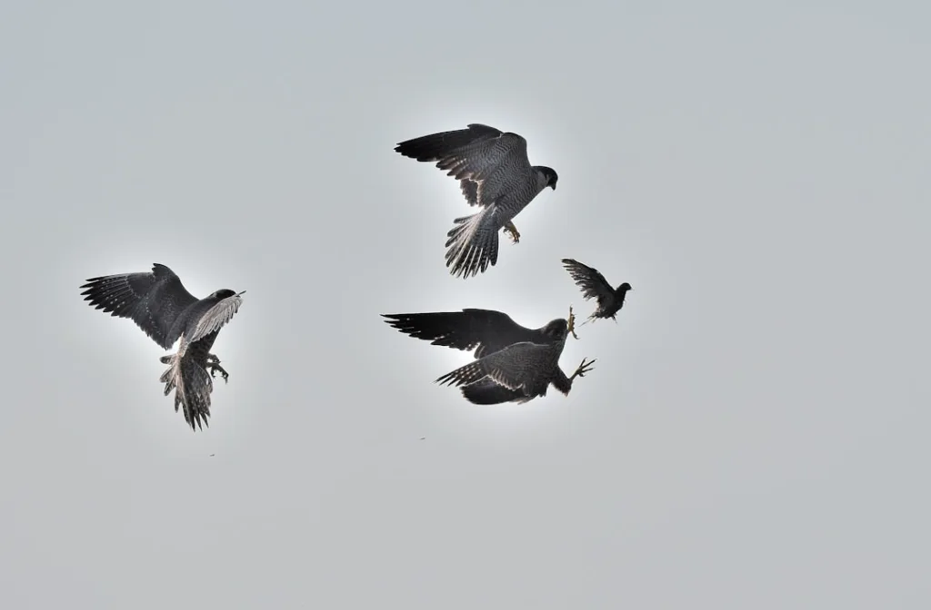 Photo 1 LibreOffice 2 Nextcloud 3 GIMP 4 Thunderbird 5 WordPress