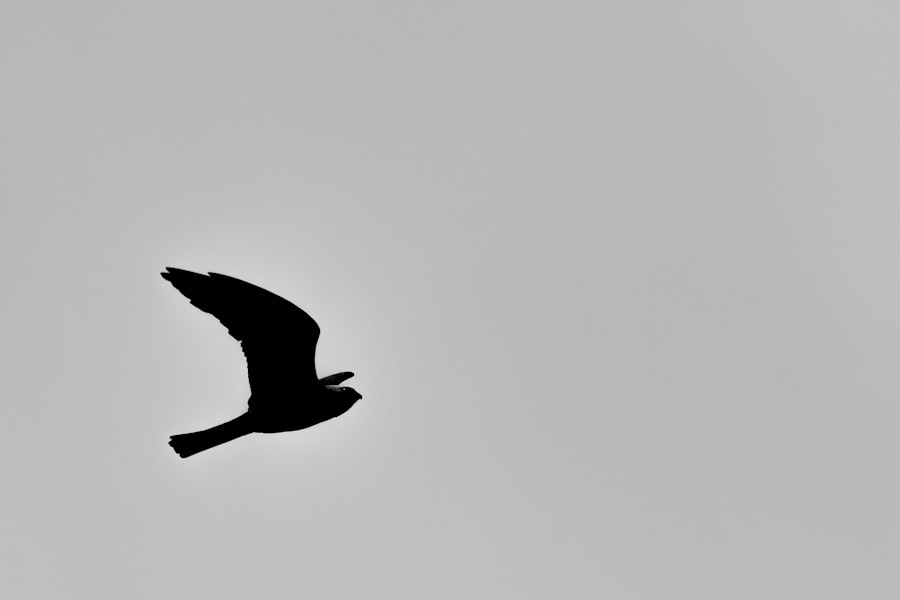 Photo 1 LibreOffice
2 Nextcloud
3 GIMP
4 Thunderbird
5 WordPress